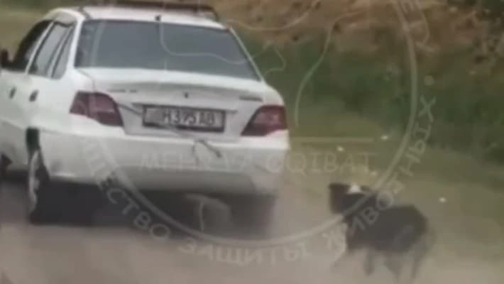 Суд рассмотрит дело живодера, привязавшего собаку к движущейся машине