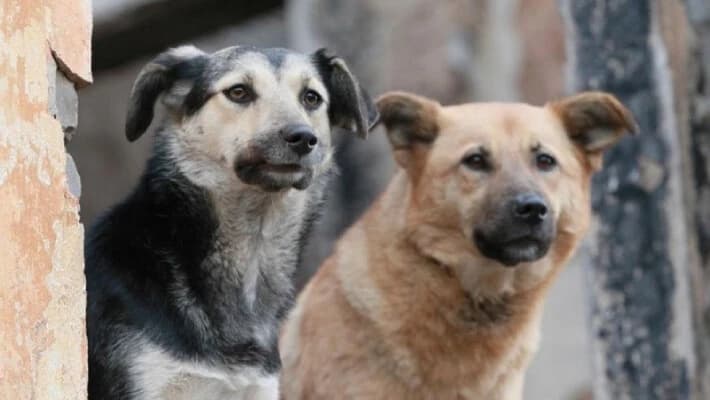 В Андижанской области бродячие собаки искусали ребенка