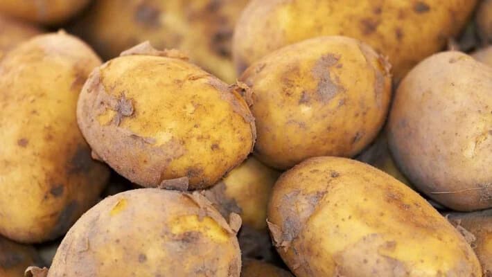 В Узбекистане увеличился объем производства картофеля