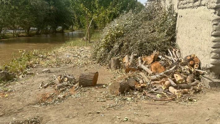 Вдоль канала в Бухарской области вырубили 125 деревьев