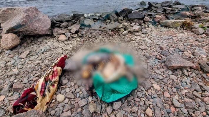 В Финском заливе обнаружили тело гражданина Узбекистана
