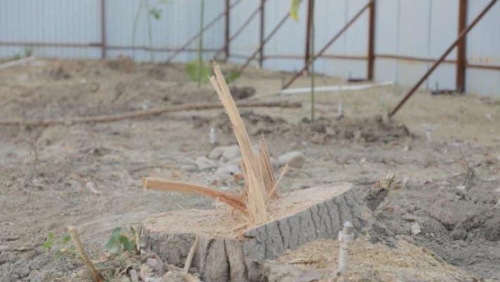 В отношении главы Ташгорэкологии назначена служебная проверка