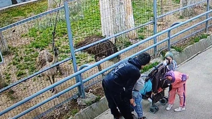 В Ташкентском зоопарке эму едва не оторвал себе голову из-за посетителя