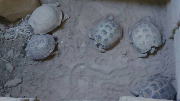 В Кашкадарье мужчина незаконно содержал дома краснокнижных варанов и черепах