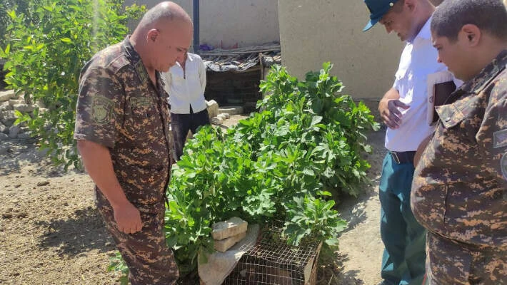 Житель Навоийской области содержал дома степного орла