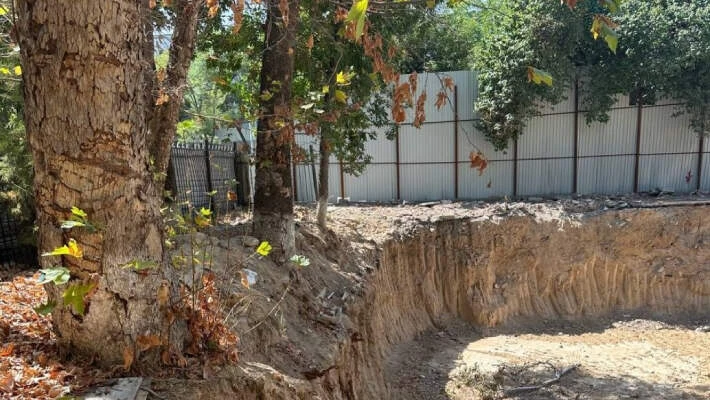 В Ташкенте строительная компания высушила 10 деревьев