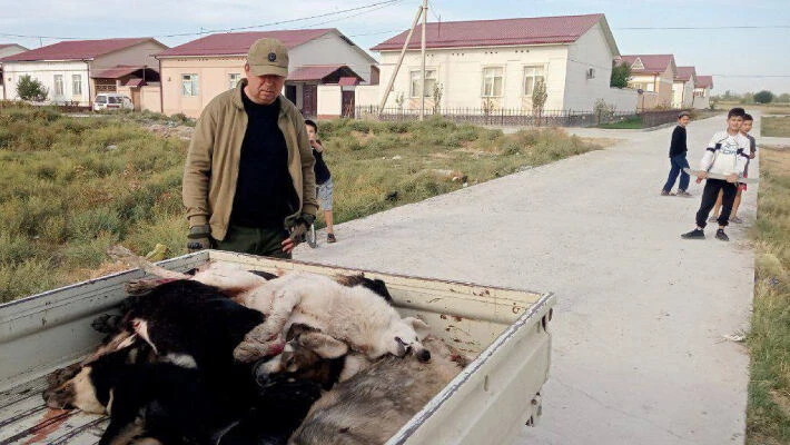 Активисты пожаловались на массовый отстрел собак в Джизакской области