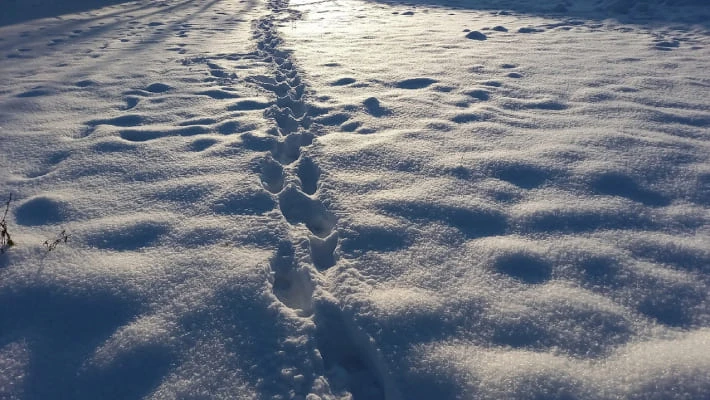 В горах Джизакской области прошел обильный снегопад
