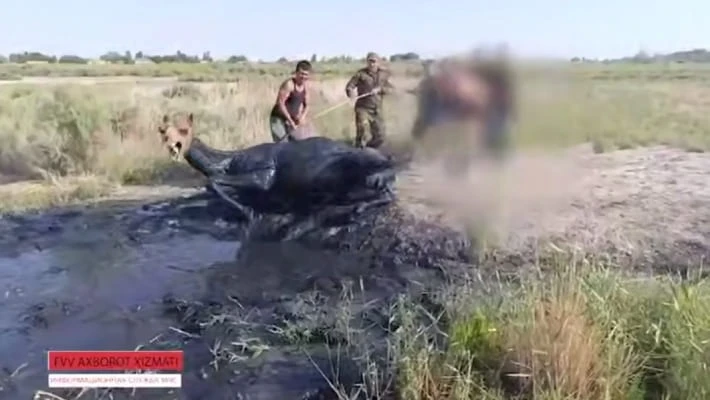 В Каракалпакстане верблюд застрял в болоте