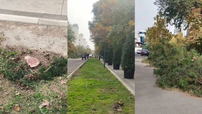 Возбуждено уголовное дело по факту вырубки можжевельников