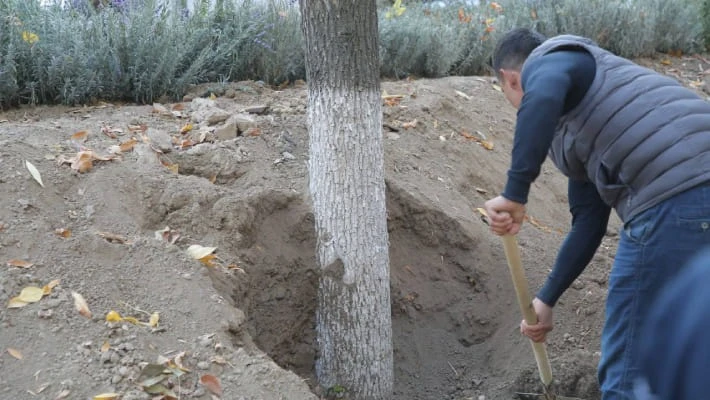Власти Ташкента ответили на опасения по благоустройству аллеи Власти Ташкента ответили на опасения по благоустройству аллеи