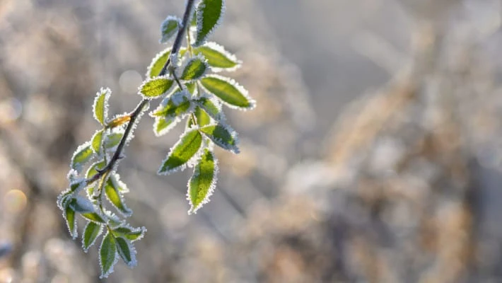 Узгидромет опубликовал прогноз на зиму