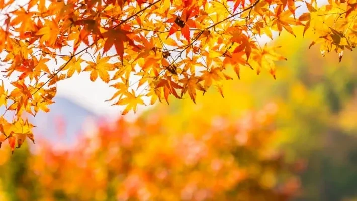 В Узбекистане потеплеет до 20 градусов