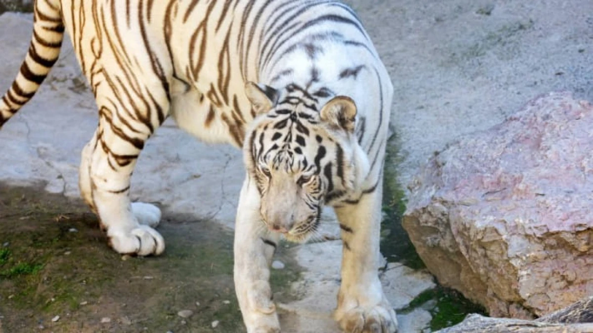 Посетителей Ташкентского зоопарка выгнали за опасную выходку у вольера с тиграми
