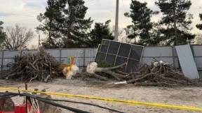 На стройплощадке в Ташкенте выкорчевали 12 ценных деревьев