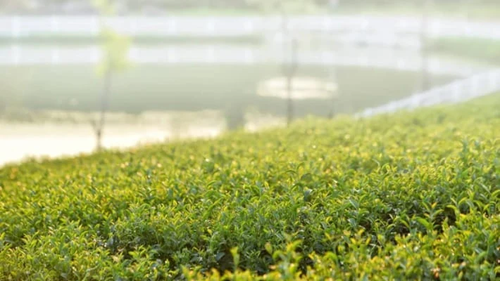 В Ташкенте появятся 9 новых парков В Ташкенте появятся 9 новых парков