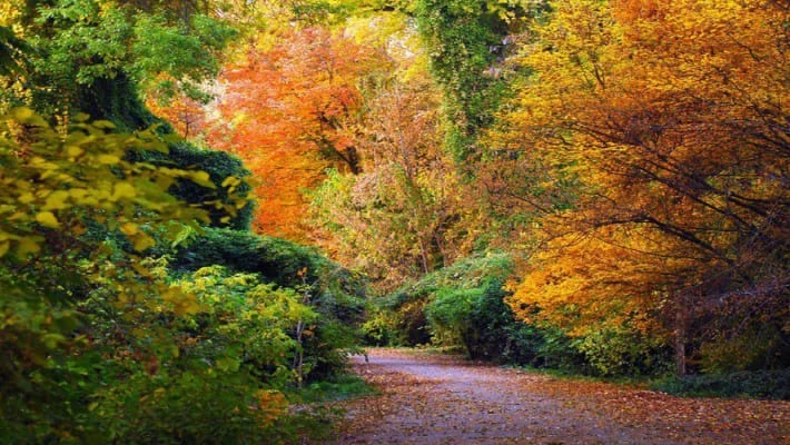 В Ботаническом саду запретили велосипеды и самокаты В Ботаническом саду запретили велосипеды и самокаты