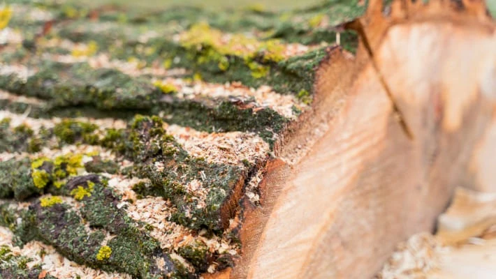 В Ташкенте вырубят часть аварийных деревьев на центральных улицах В Ташкенте вырубят часть аварийных деревьев на центральных улицах